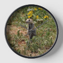 Recherche de prairies horloges Animal