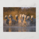 Recherche de camargue cartes postales Galerie jaynes