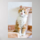 Search for blue eyed cat posters Photography