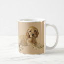 Recherche de cocker tasses Chien