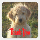 Search for goldendoodle puppy stickers Puppies