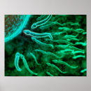 Search for fertilized egg posters Fertilization