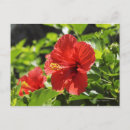 Search for prefecture postcards Nature