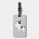 Search for bobtail Kitten