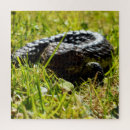 Search for lizard puzzles Australian