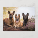 Recherche de malinois belges cartes postales Berger belge