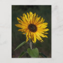 Recherche de salutation de tournesol posters Vacances
