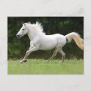 Recherche de cheval arabe blanc cartes postales Pour tous