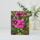 Recherche de dahlia cartes postales Floral