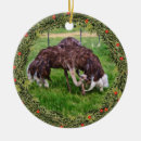 Search for ostrich ornaments Nature