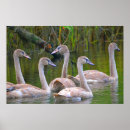 Search for young bird posters Birds