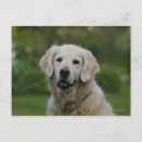 Recherche de tireur cartes postales Bob et pam langrish