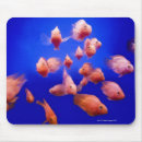 Search for school of fish electronics Animal