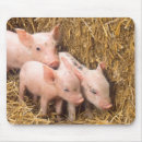 Recherche de porcelets tapis souris Porcs