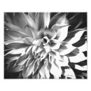 Search for chrysanthemum photography White