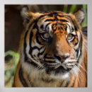 Search for tiger drawing posters Wildlife