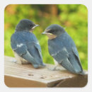 Search for swallow stickers Nature