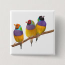 Search for finch buttons Wildlife