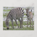 Search for tanzania postcards Ngorongoro