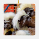 Recherche de singe ornements Primates