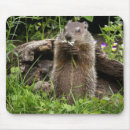 Search for groundhogs mousepads Woodchuck