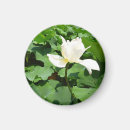 Recherche de fleur lotus magnets Fleurir