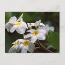 Search for leis postcards Tropical