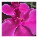 Recherche de orchidée posters Plante tropical