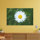 Search for green daisy art Photography