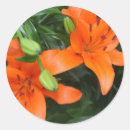 Search for tiger lily stickers Flora