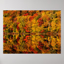 Search for pond reflection posters Foliage