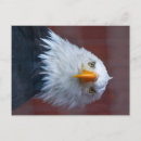 Search for alaska eagle postcards Bird