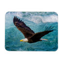 Recherche de aigles magnets Aigle chauve