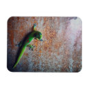 Recherche de gecko magnete Vert
