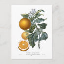 Search for vintage oranges postcards Fruit