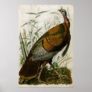 Search for wild turkeys posters Vintage