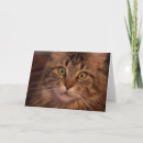 Search for maine coon cards Kitty