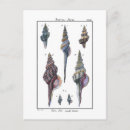 Search for vintage seashell postcards Ocean