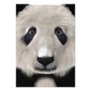 Recherche de panda kawaii art Ours