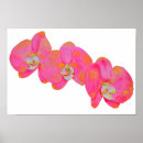 Recherche de peinture orchidée posters Orchidées roses