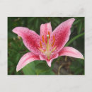 Recherche de fleurs exotiques cartes postales Rose