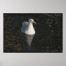 Search for seagulls art Bird