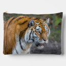 Recherche de amur Tiger amur