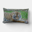 Recherche de chat tigré coussins Pour lui