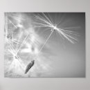 Recherche de graine photographie Noir et blanc