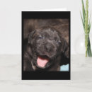 Search for cane corso cards Puppy