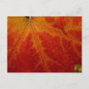 Search for red maple leaf postcards Fall