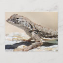 Search for desert animals postcards Lizard