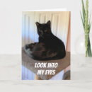 Recherche de gros chat vœux cartes Photographie