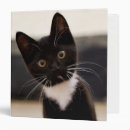 Recherche de smoking bureau fournitures Chaton